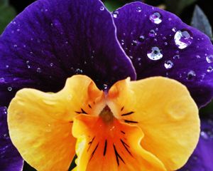 Preview wallpaper flower, plant, drops, dew, dappled, petals