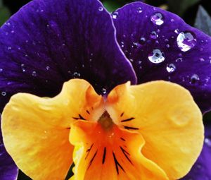 Preview wallpaper flower, plant, drops, dew, dappled, petals