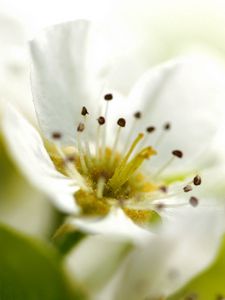 Preview wallpaper flower, plant, flowering, green, white