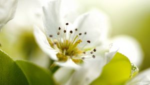 Preview wallpaper flower, plant, flowering, green, white