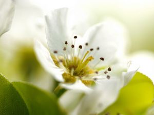 Preview wallpaper flower, plant, flowering, green, white