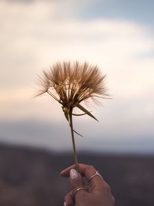 Preview wallpaper flower, plant, hand, ornaments