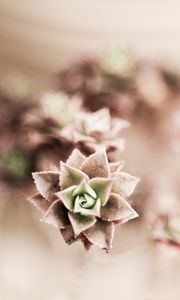 Preview wallpaper flower, plant, houseplant
