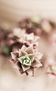 Preview wallpaper flower, plant, houseplant