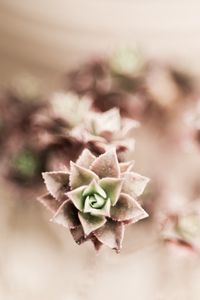 Preview wallpaper flower, plant, houseplant