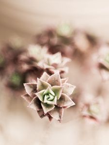 Preview wallpaper flower, plant, houseplant
