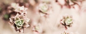 Preview wallpaper flower, plant, houseplant