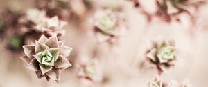 Preview wallpaper flower, plant, houseplant