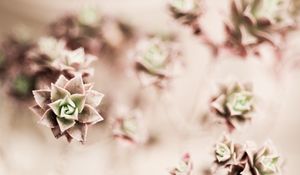 Preview wallpaper flower, plant, houseplant