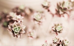 Preview wallpaper flower, plant, houseplant