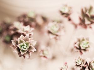 Preview wallpaper flower, plant, houseplant