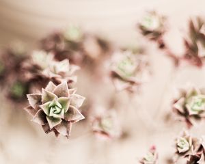 Preview wallpaper flower, plant, houseplant