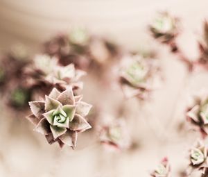 Preview wallpaper flower, plant, houseplant