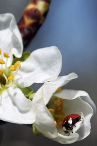Preview wallpaper flower, plant, ladybug