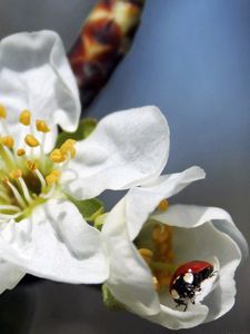 Preview wallpaper flower, plant, ladybug