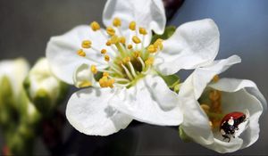 Preview wallpaper flower, plant, ladybug