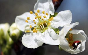 Preview wallpaper flower, plant, ladybug