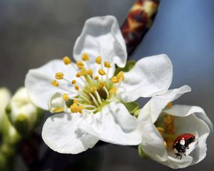 Preview wallpaper flower, plant, ladybug