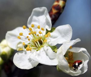 Preview wallpaper flower, plant, ladybug