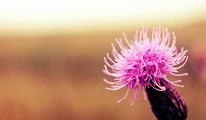 Preview wallpaper flower, plant, light, background