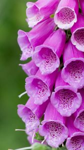 Preview wallpaper flower, plant, macro, purple