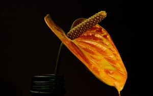 Preview wallpaper flower, plant, macro, dark