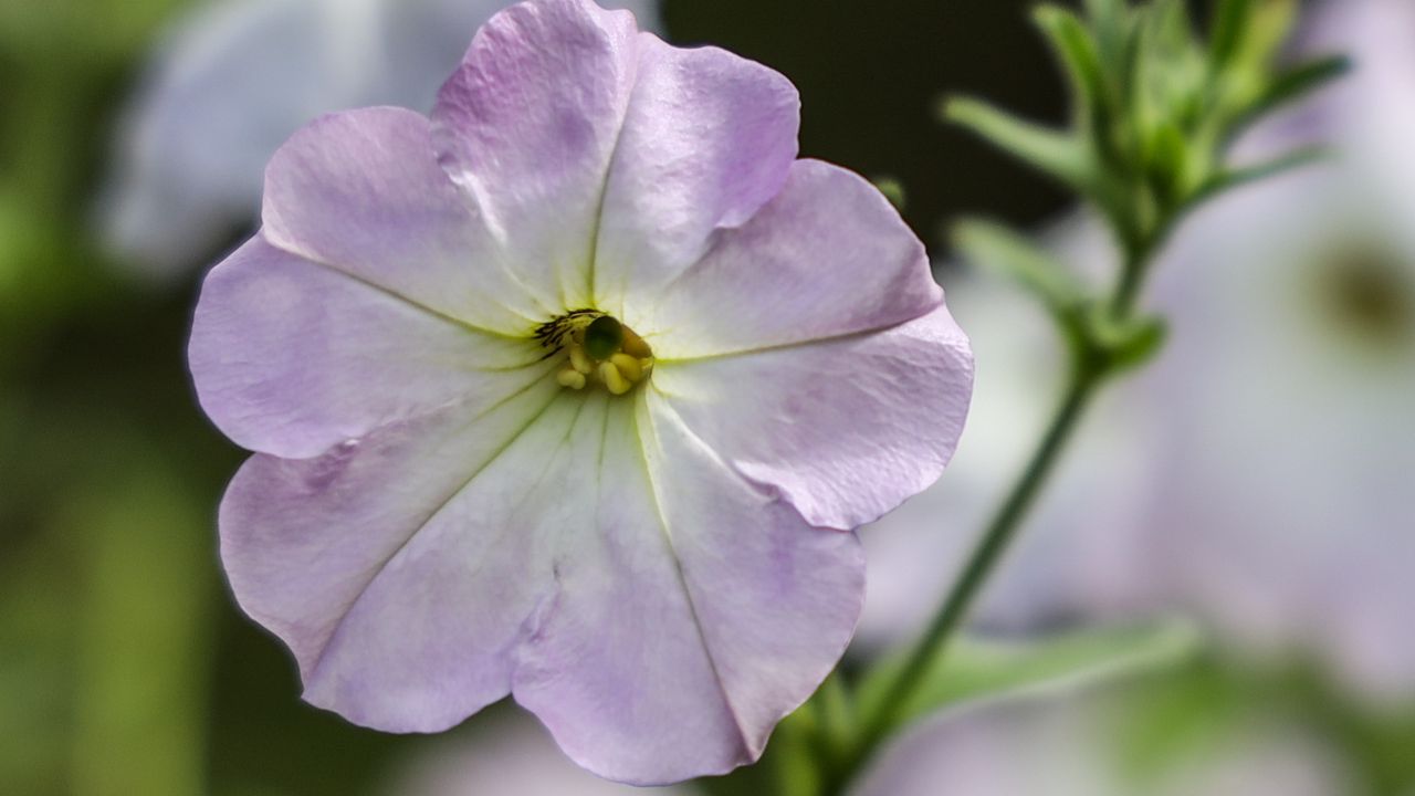 Wallpaper flower, plant, macro, purple, bloom