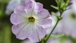 Preview wallpaper flower, plant, macro, purple, bloom