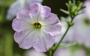 Preview wallpaper flower, plant, macro, purple, bloom