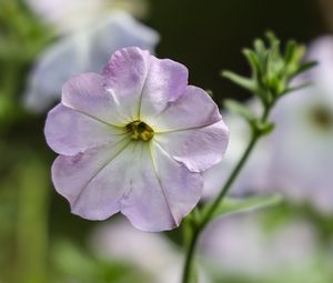 Preview wallpaper flower, plant, macro, purple, bloom