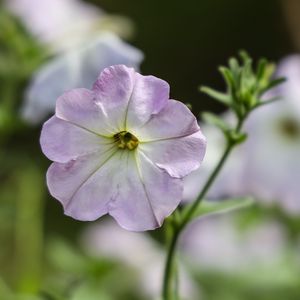 Preview wallpaper flower, plant, macro, purple, bloom