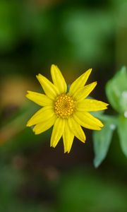 Preview wallpaper flower, plant, macro, yellow, bloom