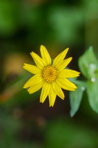 Preview wallpaper flower, plant, macro, yellow, bloom