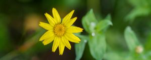 Preview wallpaper flower, plant, macro, yellow, bloom