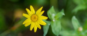 Preview wallpaper flower, plant, macro, yellow, bloom