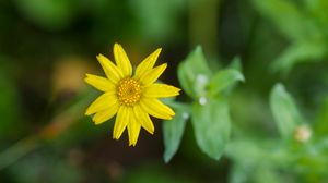 Preview wallpaper flower, plant, macro, yellow, bloom