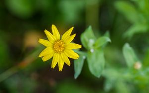 Preview wallpaper flower, plant, macro, yellow, bloom