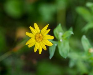 Preview wallpaper flower, plant, macro, yellow, bloom