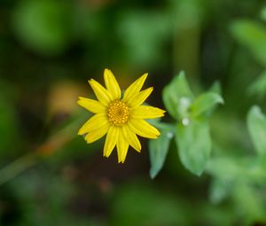 Preview wallpaper flower, plant, macro, yellow, bloom