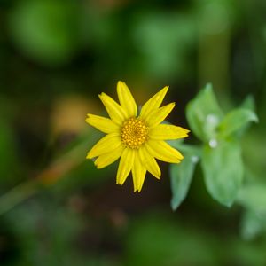 Preview wallpaper flower, plant, macro, yellow, bloom