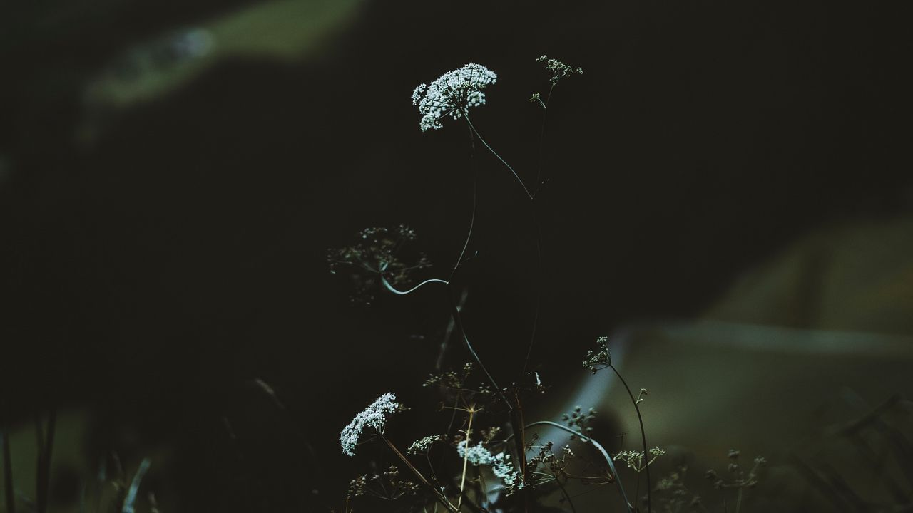 Wallpaper flower, plant, mountains, nature, wildlife