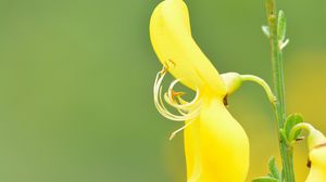 Preview wallpaper flower, plant, petals, stem