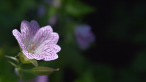 Preview wallpaper flower, plant, petals, blur, macro