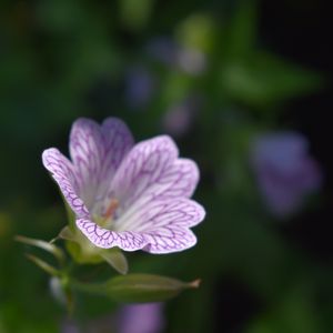 Preview wallpaper flower, plant, petals, blur, macro