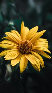 Preview wallpaper flower, plant, petals, macro, yellow