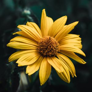 Preview wallpaper flower, plant, petals, macro, yellow