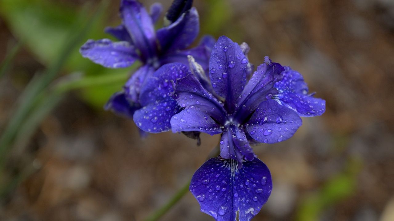 Wallpaper flower, plant, petals, blue