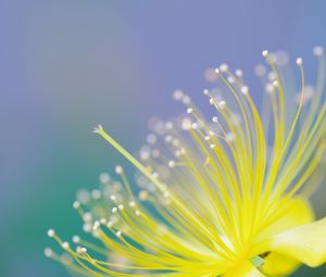 Preview wallpaper flower, plant, petals, background