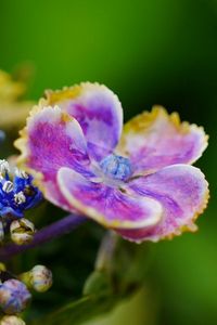 Preview wallpaper flower, plant, petals, spot