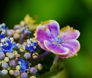 Preview wallpaper flower, plant, petals, spot